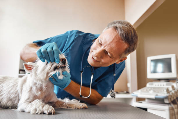 Best Emergency Tooth Extraction in Manheim, PA